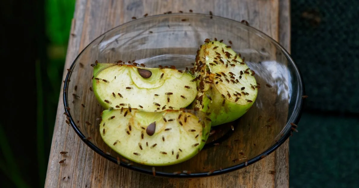 Fruitvliegjes appel