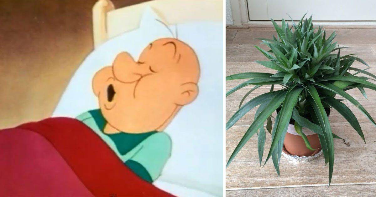 Met deze plant in je slaapkamer, stop je wellicht met snurken! - Kiwify Met deze plant in je slaapkamer, stop je wellicht met snurken! - Kiwify