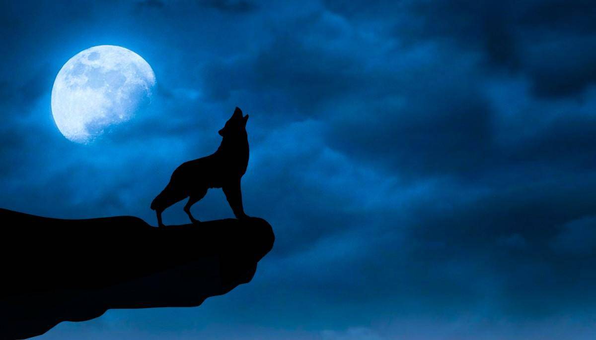 Volle maan weerwolf