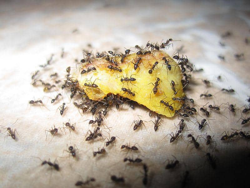 Kruimel mieren insecten spinnen