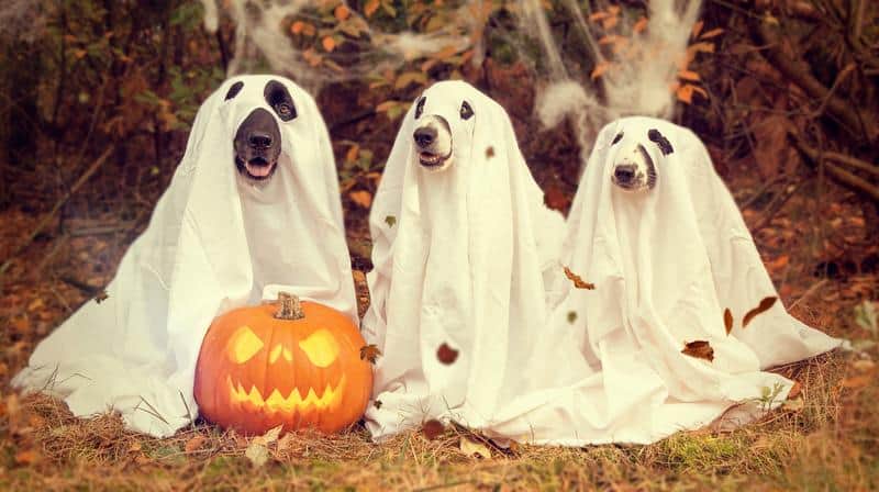 Halloween honden