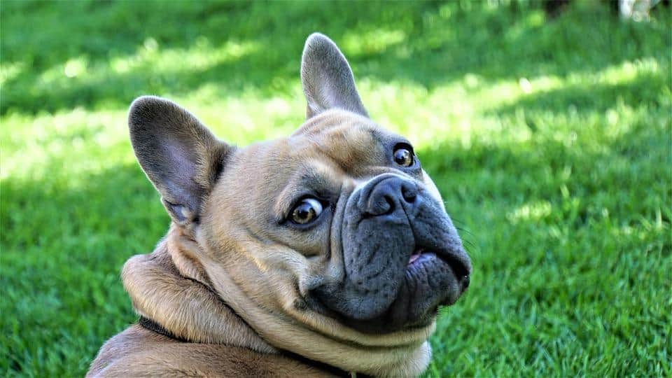 Karakter hond Franse Bulldog gekruiste hondenrassen