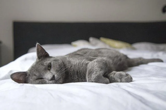 kat poes