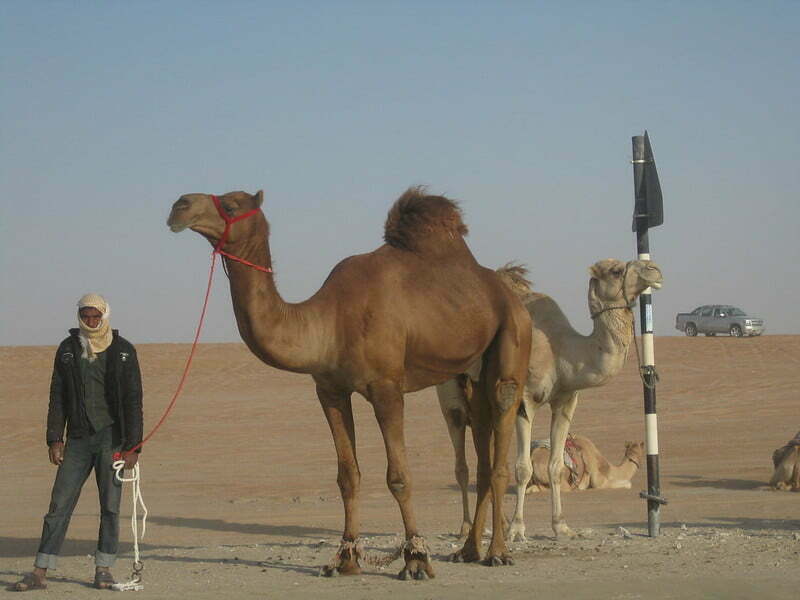hoeveel kamelen is je vriend waard