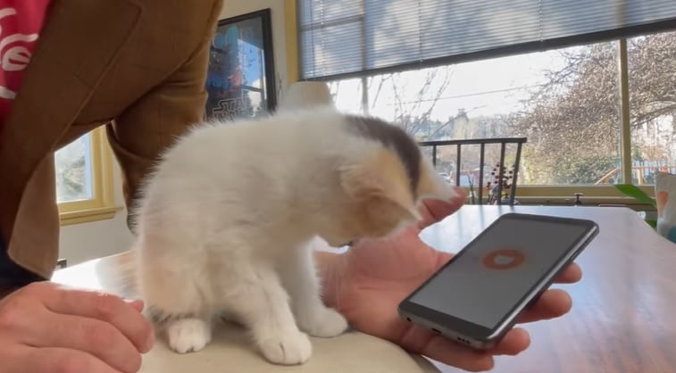 Miauw scherm telefoon kat