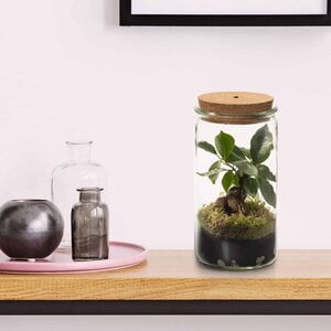 origineel bedankje Ecosysteem plant met lamp bonsai glas