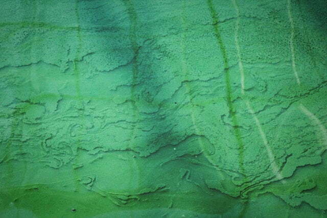 groene algen