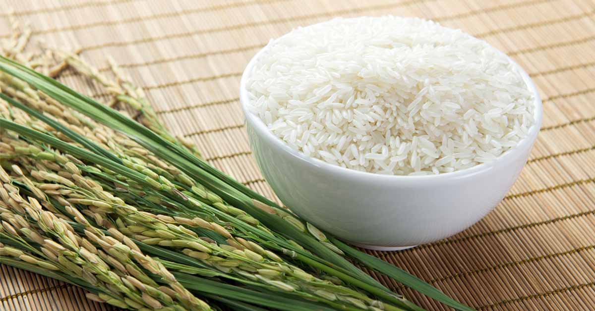 Rijst van rijsplant tot rijstkorrel