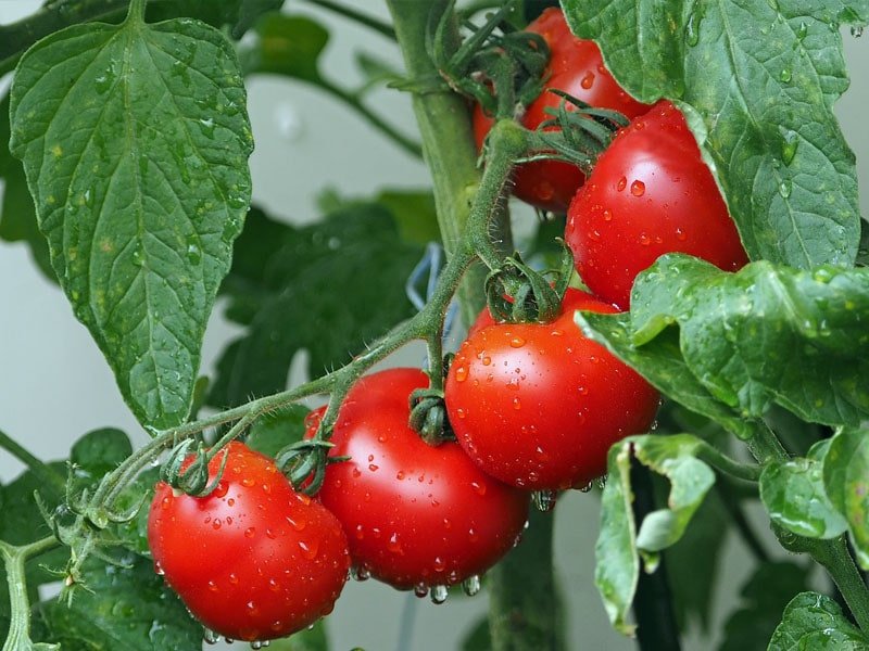 tomaten wijnstokken waterdruppels