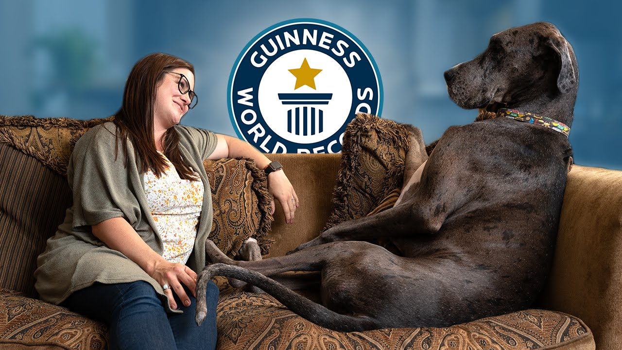 Grootste En Kleinste Hond Ter Wereld